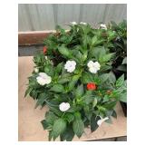 6 in pot annual flowers (bidx8)
