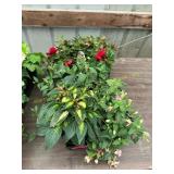 6 in pot annual flowers (bidx8)