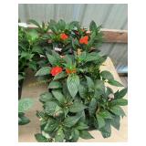6 in pot annual flowers (bidx8)