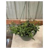 12 in annual flowerbasket