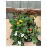 6 in pot annual flowers (bidx8)