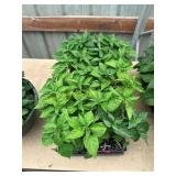 32 ct. Habanero pepper plants