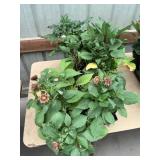 6 in pot annual flowers (bidx8)