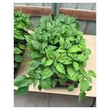 32 ct. Ghost pepper plants