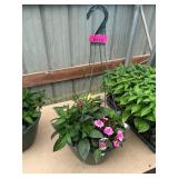 12 in annual flowerbasket