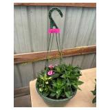 12 in annual flowerbasket