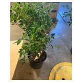 Miss Kim Lilac Bush