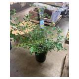 Dwarf Korean Lilac Bush