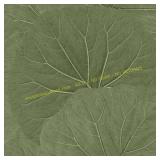 2ct Xylem Green Olive Large Leaves Wallpaper