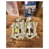 2ct. Skeleton