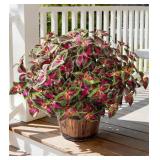 florisso 5 Pcs Artificial Coleus Outdoor