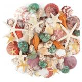 Jangostor Sea Shells Mix Seashells 1.2"-3.5"