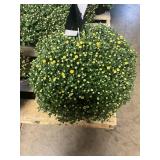 Yellow Mum