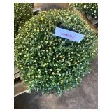 Yellow Mum