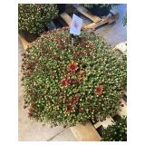 Burnt Orange/ Rust Colored Mum