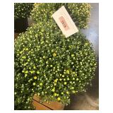 Yellow Mum