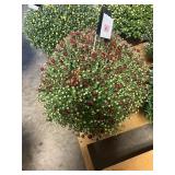 Burnt Orange/ Red Mum