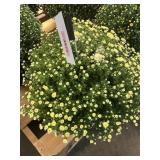 Light Yellow/White Mum