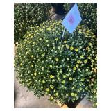 Yellow Mum