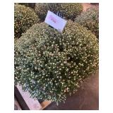 Purple Mum