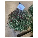 Maroon Colored Mum