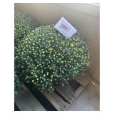 Yellow Mum