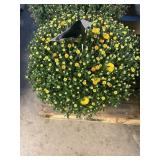 Yellow Mum