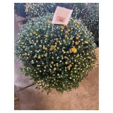 Yellow Mum