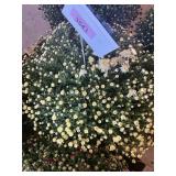 White Mum
