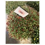 Burnt Orange/Red Mum