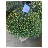 Yellow Mum