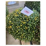 Yellow Mum