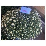 White Mum