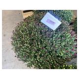 Purple Mum