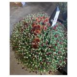 Burnt Orange/ Rust Colored Mum