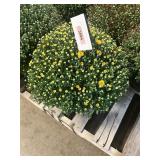 Yellow Mum