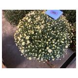 Light Yellow/White Mum