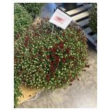 Burnt Orange/ Red Mum