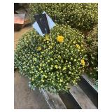 Yellow Mum