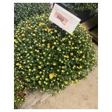 Yellow Mum