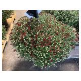 Red Mum