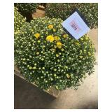 Yellow Mum