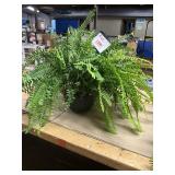 Large Potted Fern