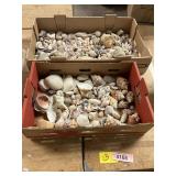 2ct Flats of Seashells