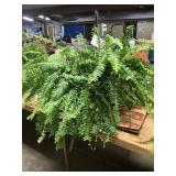 Large Potted Fern