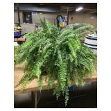 Large Potted Fern