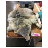 Coyote rug
