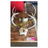 Deer skulls with antlers