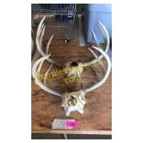 Deer skulls with antlers