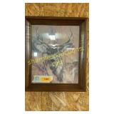 Deer picture